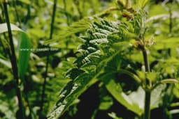 Napravite sami PESTICID OD KOPRIVE (RECEPTI)