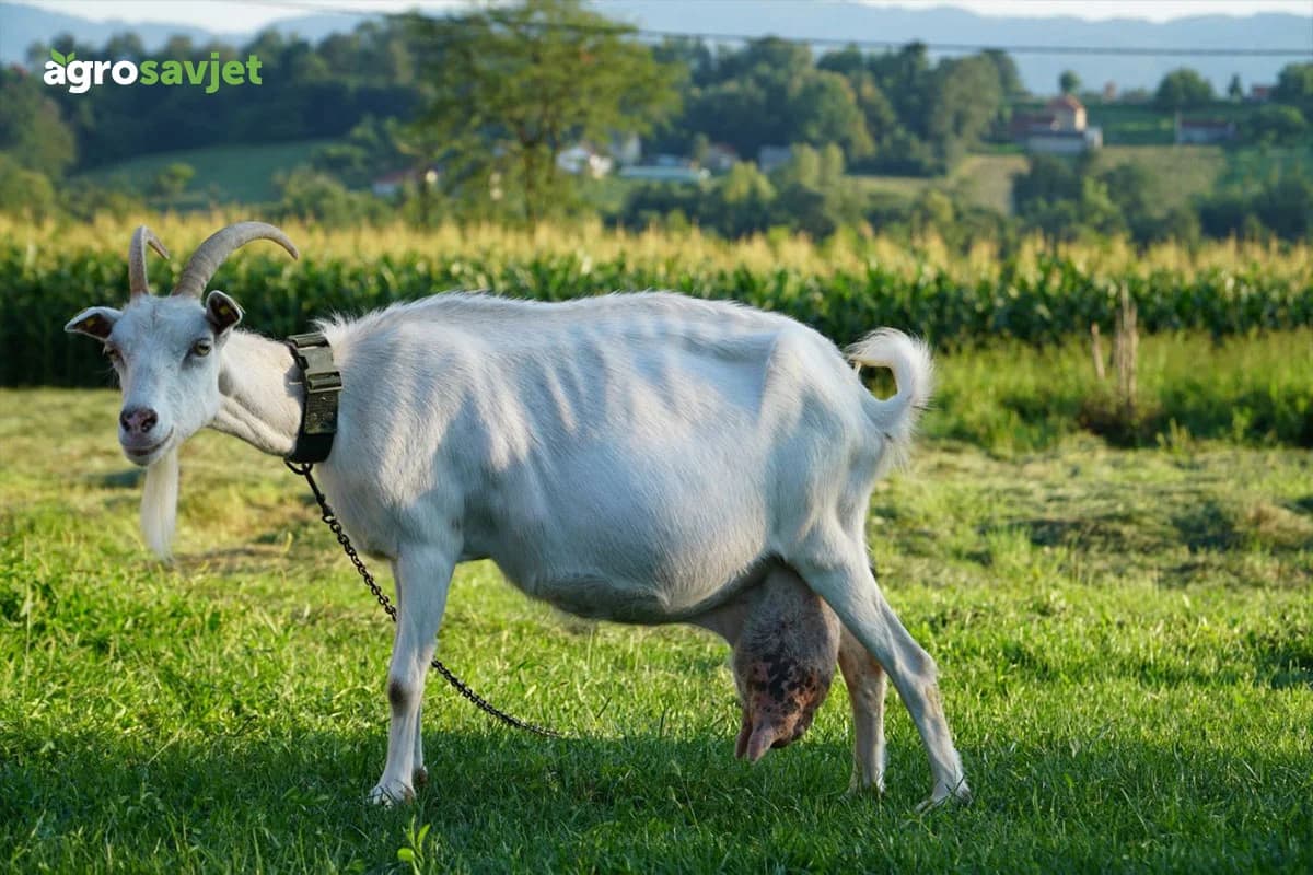Specifičnosti ovčjeg i kozjeg mlijeka