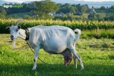 Specifičnosti ovčjeg i kozjeg mlijeka