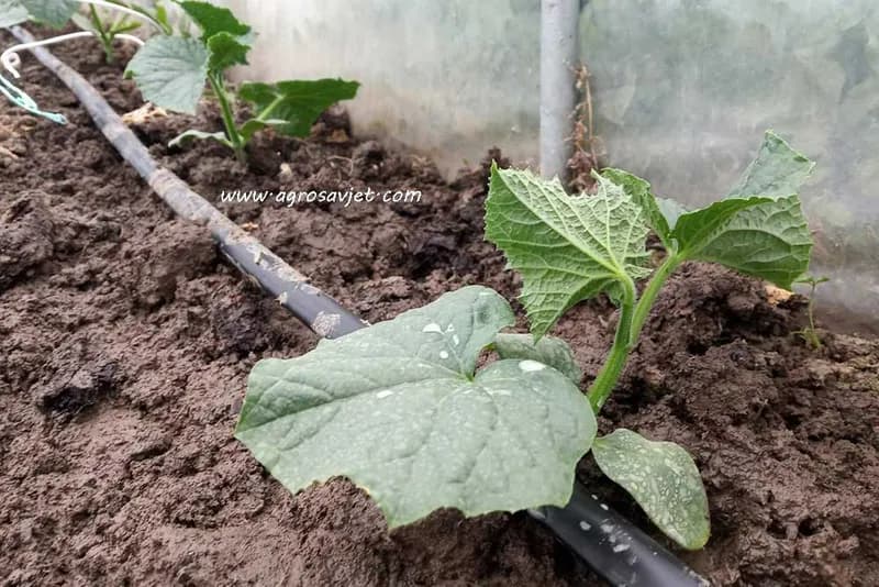 Poziv poljoprivrednicima da uzgajaju ljekovito bilje i krastavac