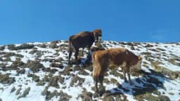 BH mljekari dobit će veliku priliku za izvoz u EU
