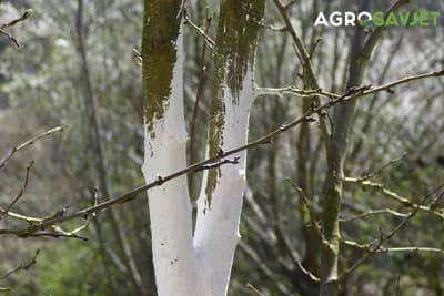 Za krečenje stabala ni sad nije kasno