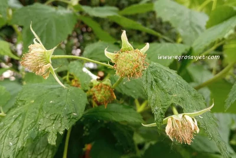 Treninzi o proizvodnji jagodastog voća u BiH