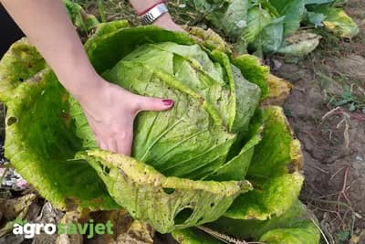 Domaća kozmetika od kupusa – najbolji recepti za lijepu kožu