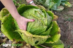 Domaća kozmetika od kupusa – najbolji recepti za lijepu kožu