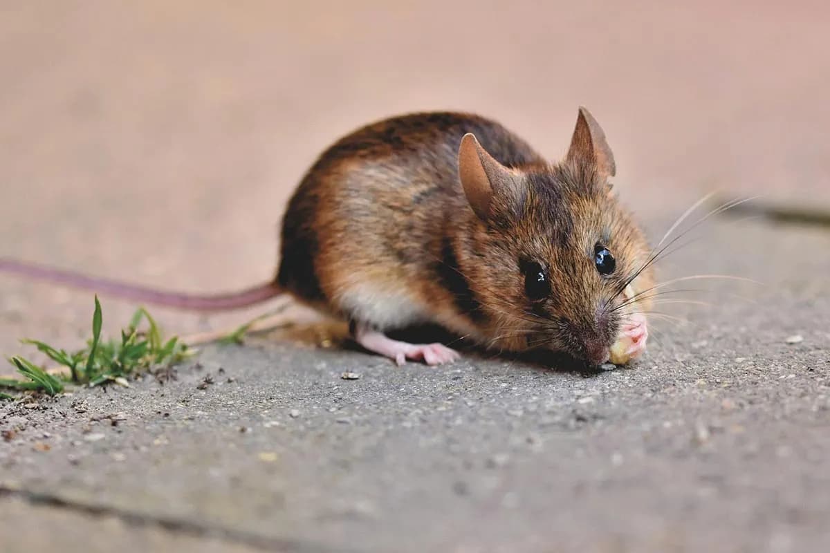 Jesen i štetni glodari