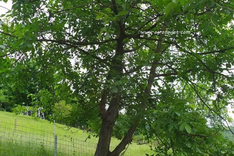 Kako pravilno đubriti zasade oraha?