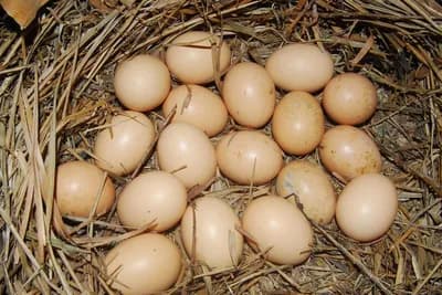 Najbolje rase kokoši za organsku proizvodnju jaja