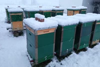 Januar i pčele: Najveći zimski rizici u košnici i kako ih spriječiti