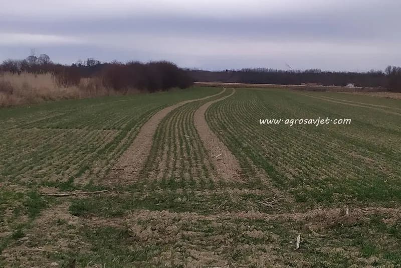 Zadružno zemljište propada umjesto da se obrađuje