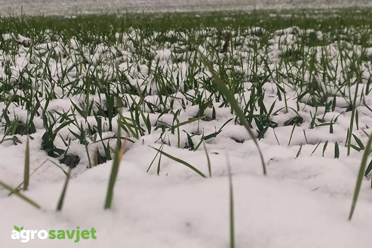 Mjere njege usjeva tokom jesenjih i zimskih mjeseci