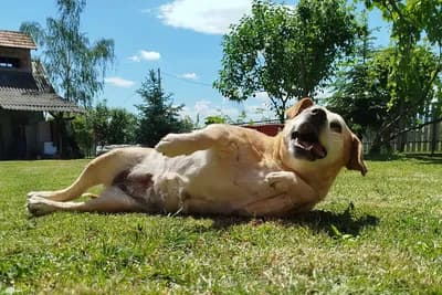 Zašto se psi valjaju u smrdljivim stvarima?