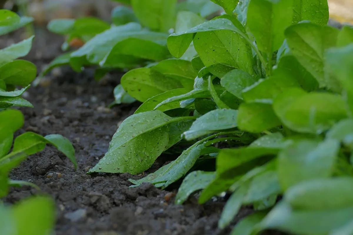 Navodnjavanje podzemnim cijevima