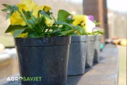 Kako odabrati najbolje kontejnere i saksije za sadnju biljaka