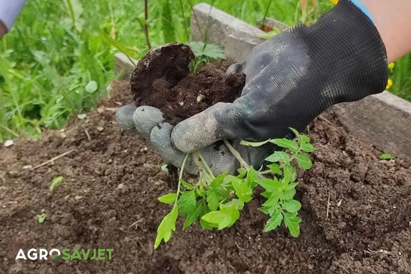 Proizvodnja rasada povrća - Savjeti pri izboru sjemena