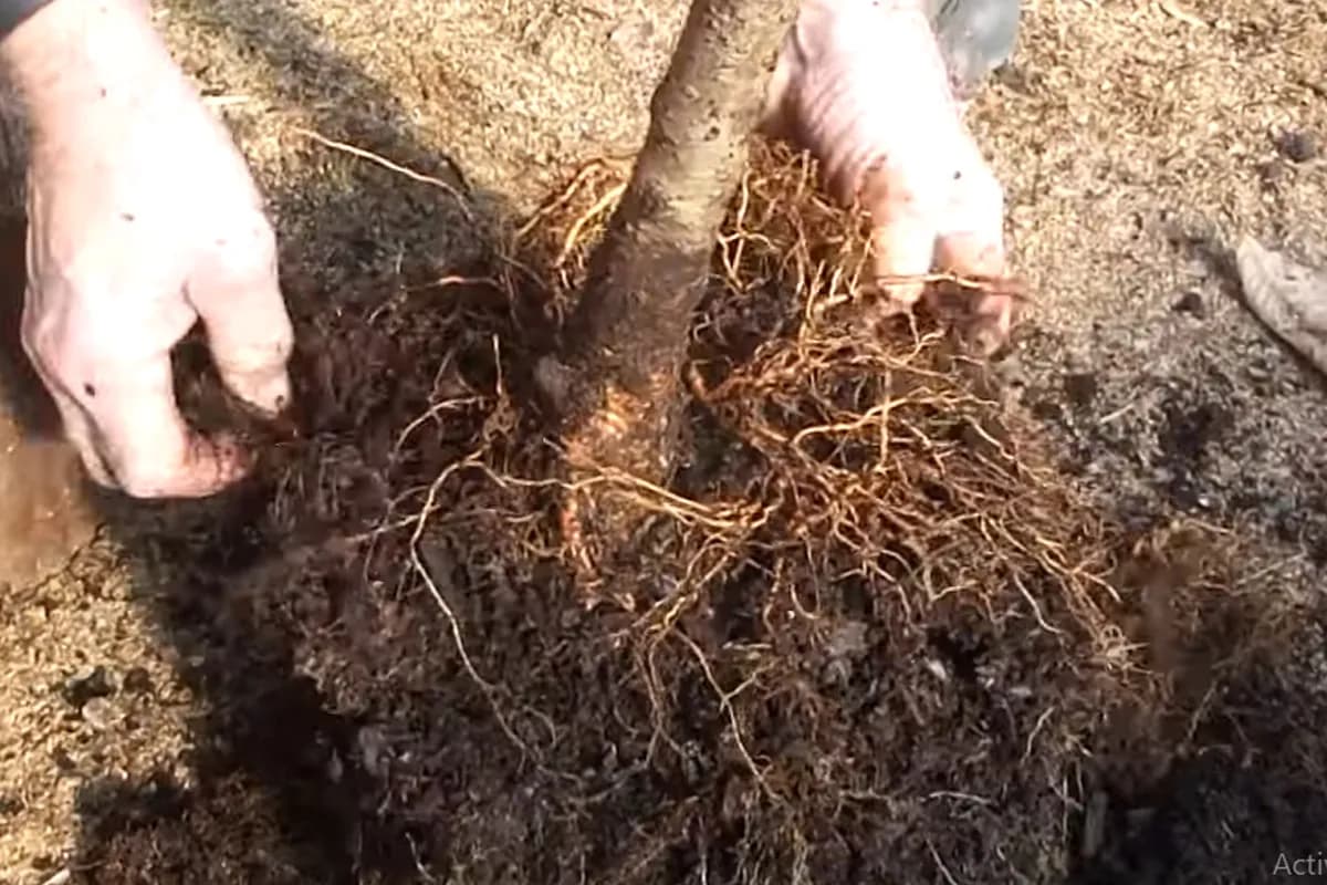 Zašto saditi drveće zimi?