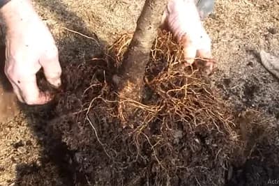 Zašto saditi drveće zimi?