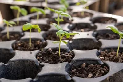 Koje je sjeme idealno za sadnju u februaru kako bi brzo klijalo, a ne zahtijeva nikakvu njegu?