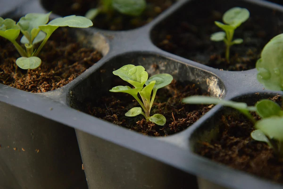 16 cvjetova koje pravi baštovani siju zimi – počnite već u januaru