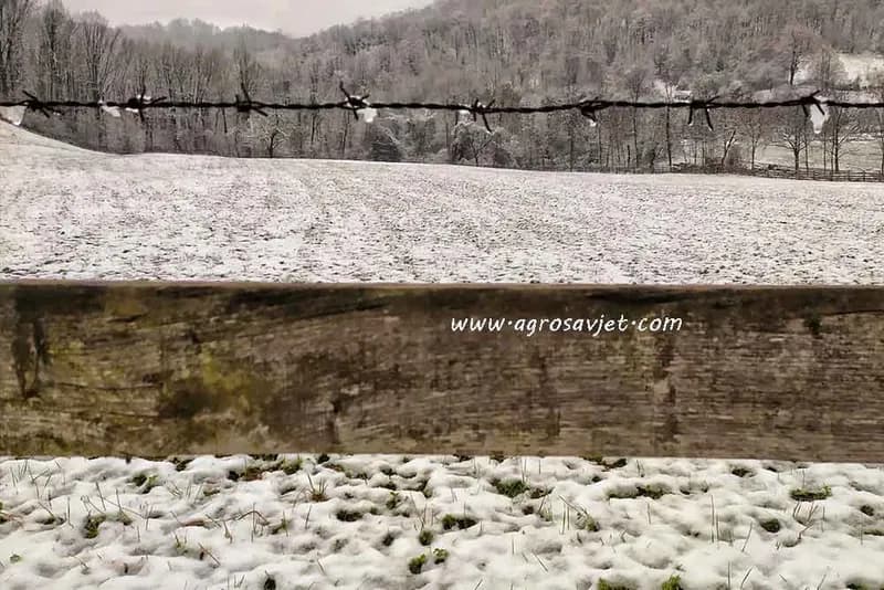 Kako snijeg i minus utiču na poljoprivredne kulture