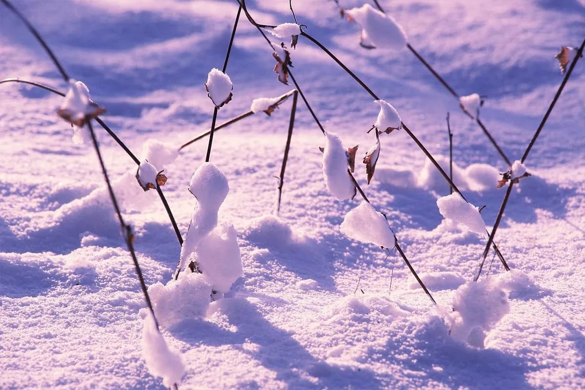 Koji je snijeg koristan, a koji štetan za vaš vrt: Nauči razlikovati!