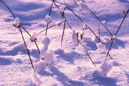 Koji je snijeg koristan, a koji štetan za vaš vrt: Nauči razlikovati!