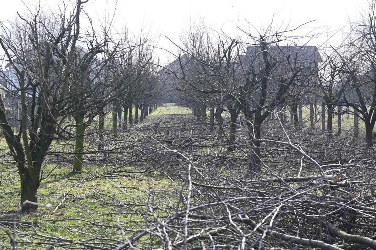 Većina ljudi griješi: Ove biljke morate orezivati zimi ako želite bogat rod