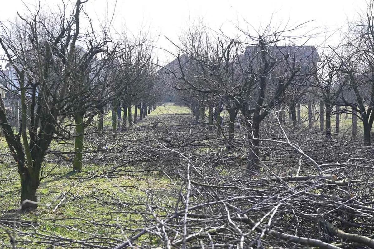 Većina ljudi griješi: Ove biljke morate orezivati zimi ako želite bogat rod