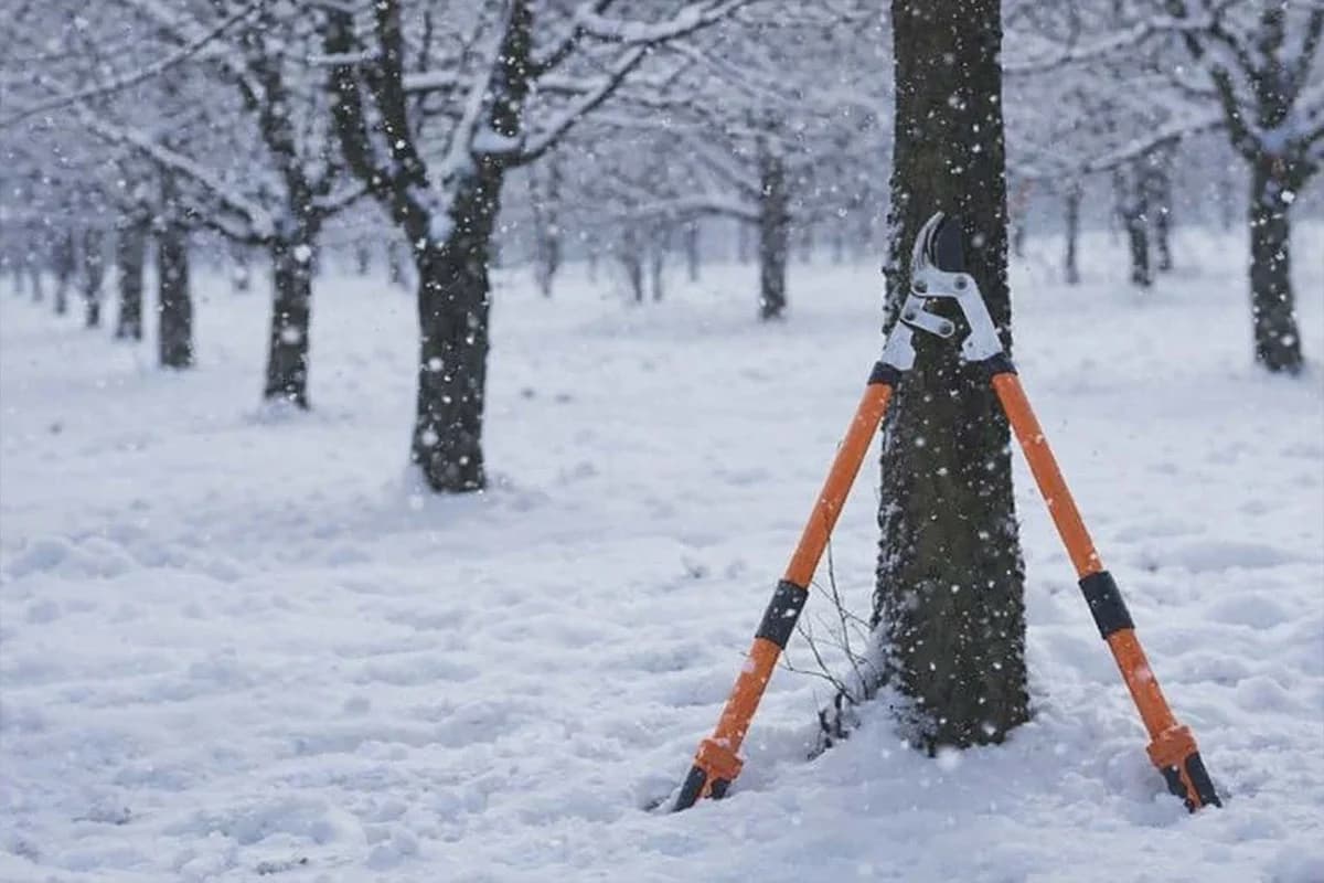 Zimska rezidba u voćnjaku: Prednosti i nedostaci