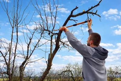Kada početi sa orezivanjem voćaka: Temperatura i optimalni uslovi