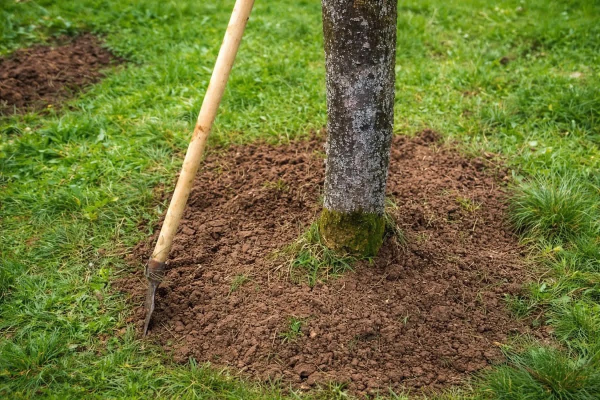 Sada je pravo vrijeme za okopavanje vaših voćaka: mjera koja će vam dodnijeti bolji rod