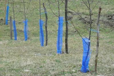 Kako pravilno đubriti mlade voćke u prve tri godine uzgoja?