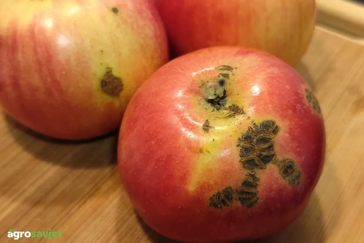 Jedna od najopasnijih bolesti jabuke: Kako držati krastavost plodova pod kontrolom
