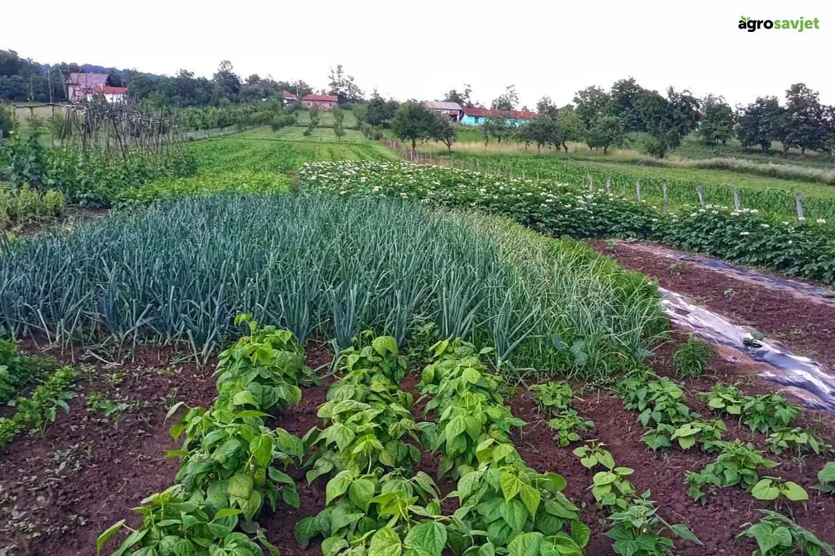 5  ključnih koraka za proljetenu prirpemu zemljišta - Ne preskačite ih ako želite rod