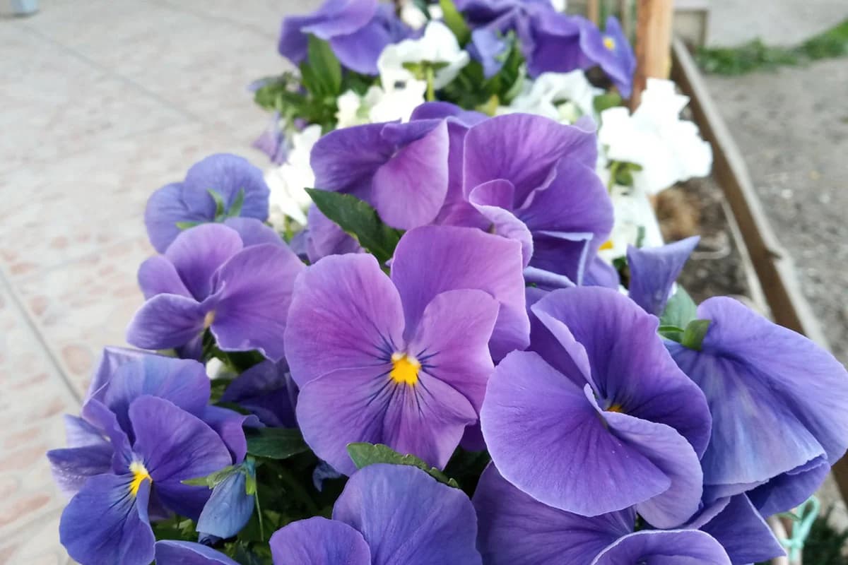 Jedini cvijet koji uspijeva i ako ga posadite u februaru – Uživajte u raskošnoj bašti cijele sezone