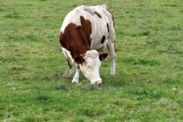 Paratuberkuloza preživara– simptomi, širenje, rasprostranjenost i mjere suzbijanja bolesti