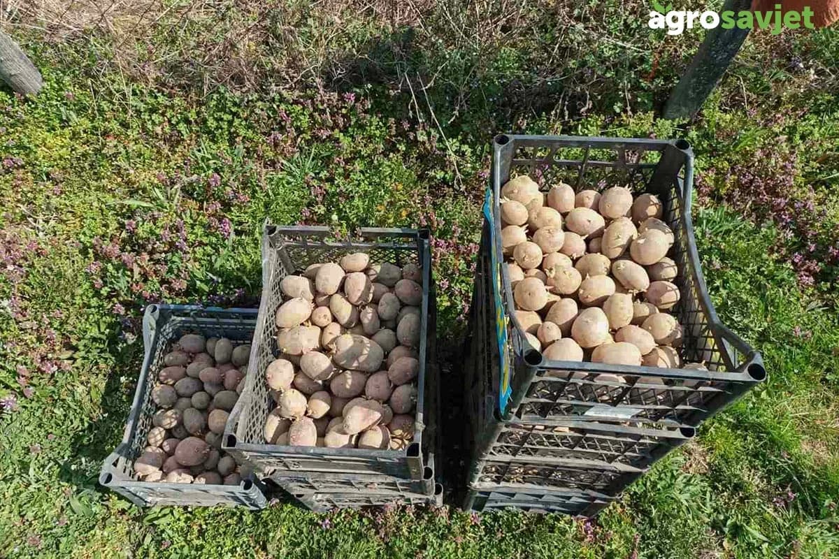 Većina griješi kod đubrenja krompira – evo kako da povećate prinos