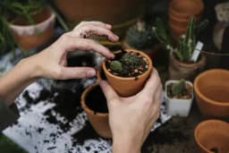 Jedan od pet ljudi razgovara sa sobnim biljkama – koja vam najbolje odgovara?