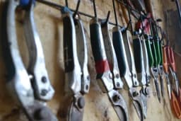 Kako pripremiti makaze za orezivanje i sačuvati biljke od bolesti