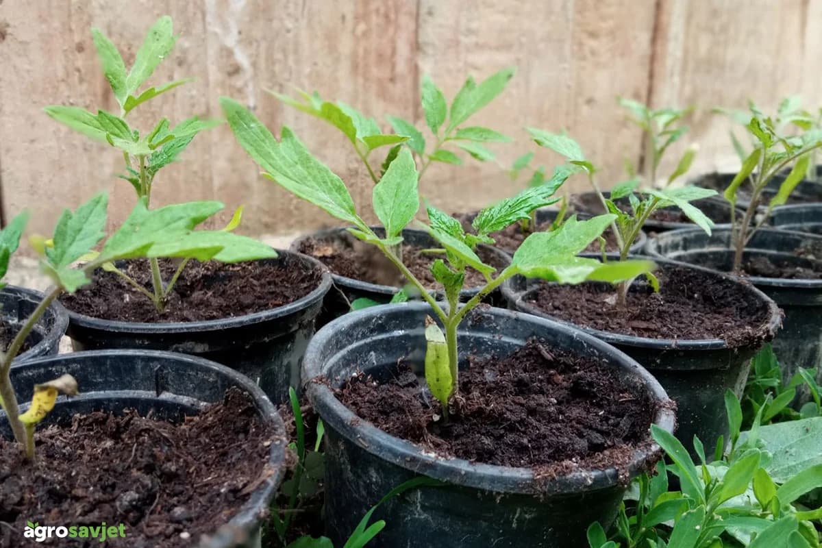 Rasad propada za 48 sati: Reagujte odmah ili gubite cijelu proizvodnju