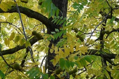 Kako se orah razmnožava iz sjemena