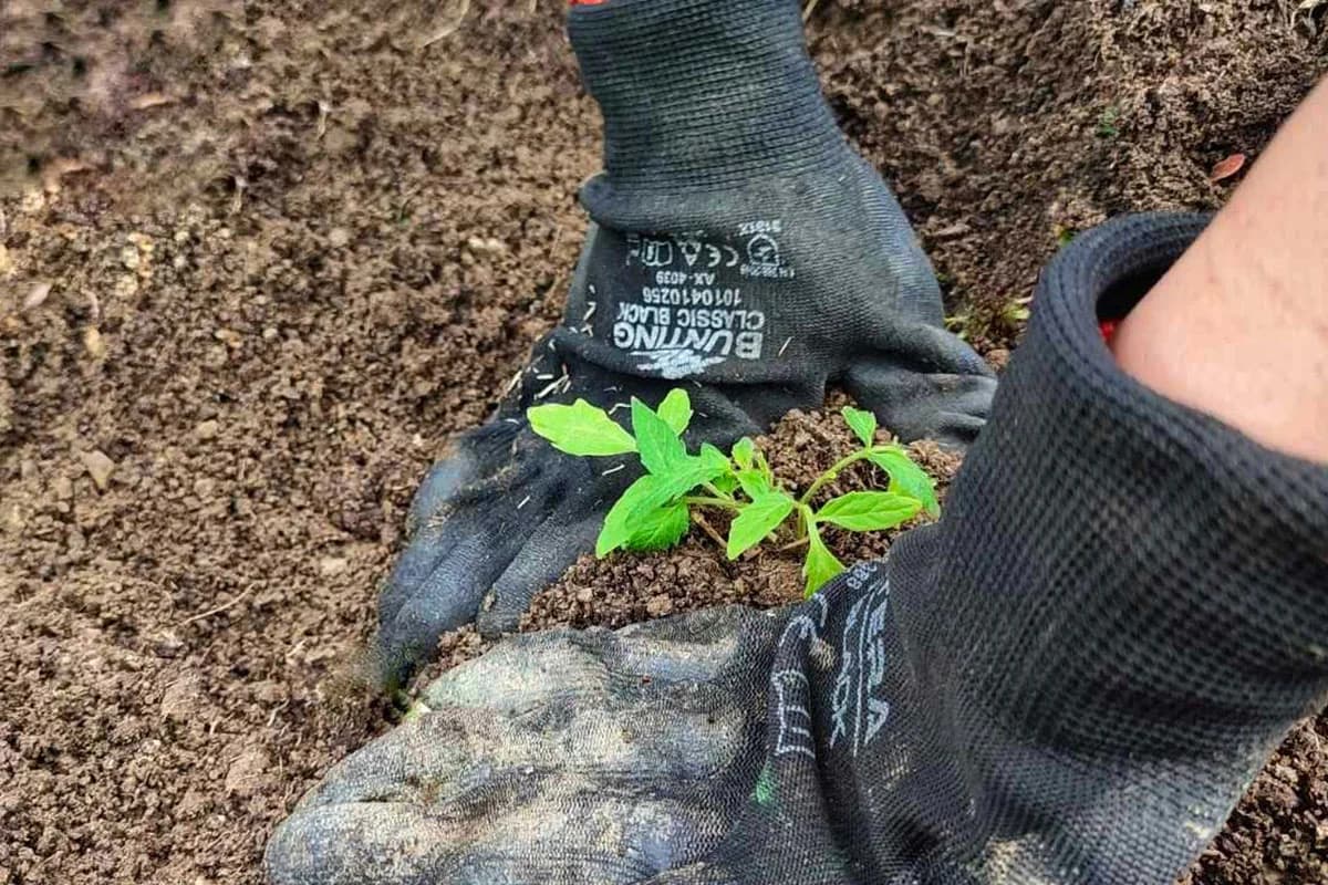 Ovo nikako nemojte sijati u februaru: Prerana sjetva donosi slabiji prinos