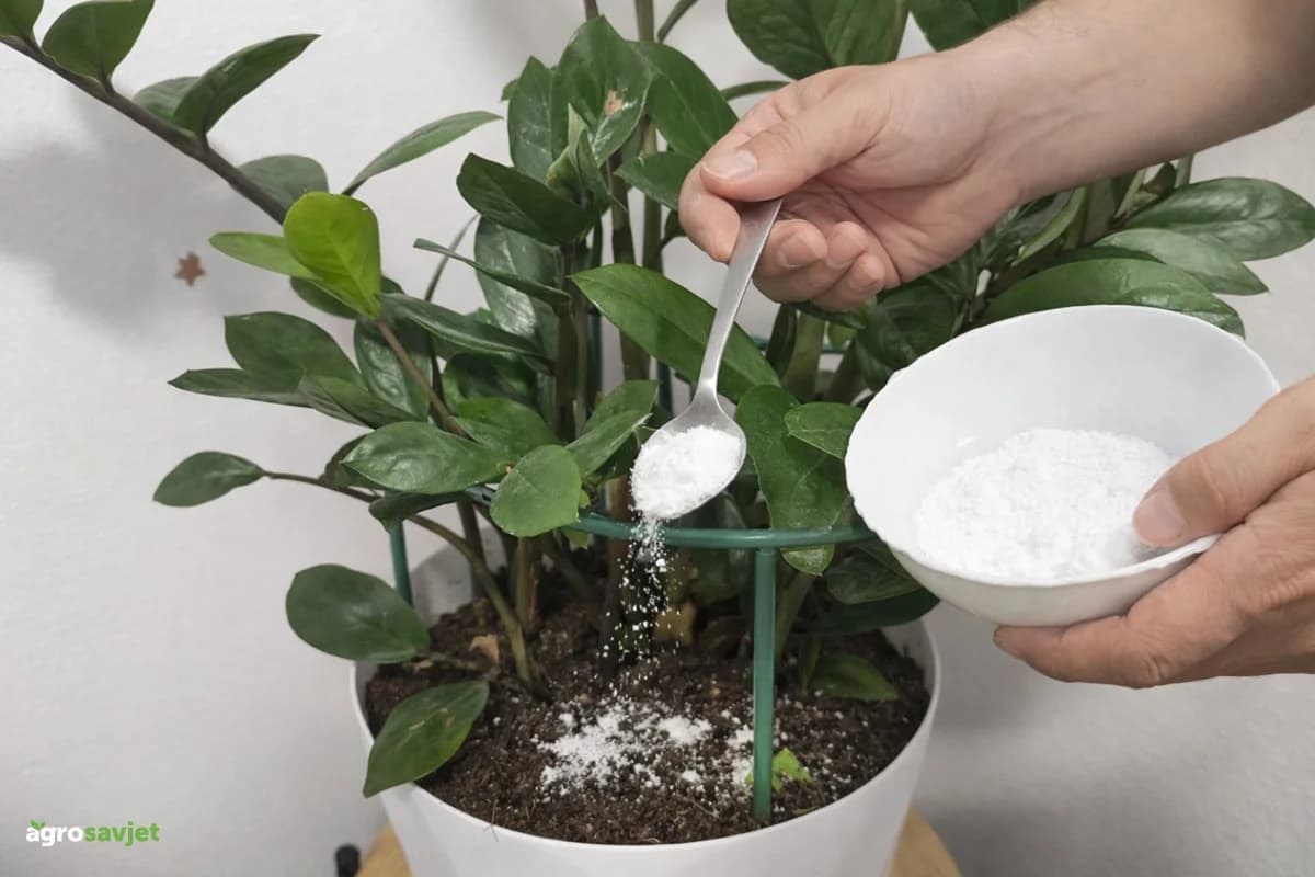 Pospite sodu bikarbonu po zemlji sobnog cvijeća: Evo kada pomaže, a kada može štetiti