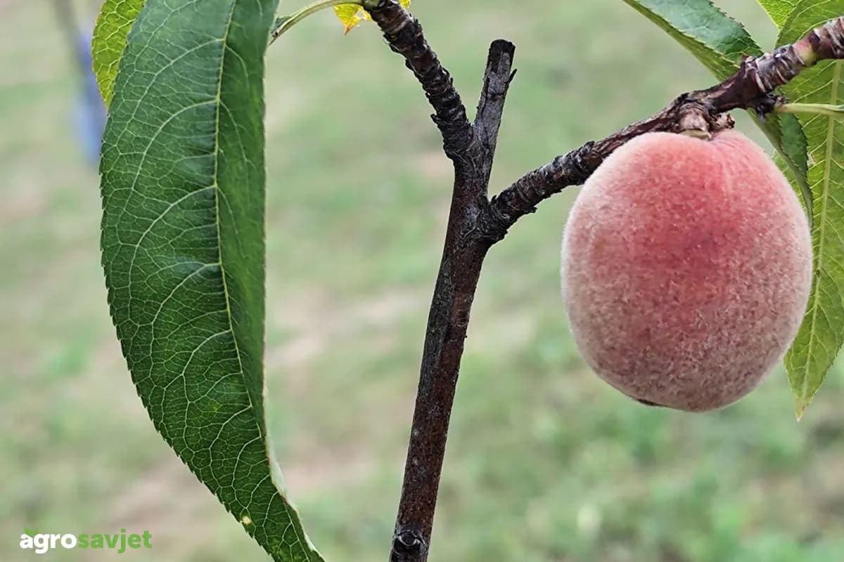 Zaštita breskve kroz cijelu sezonu: Kako spriječiti kovrdžavost lista i trulež plodova