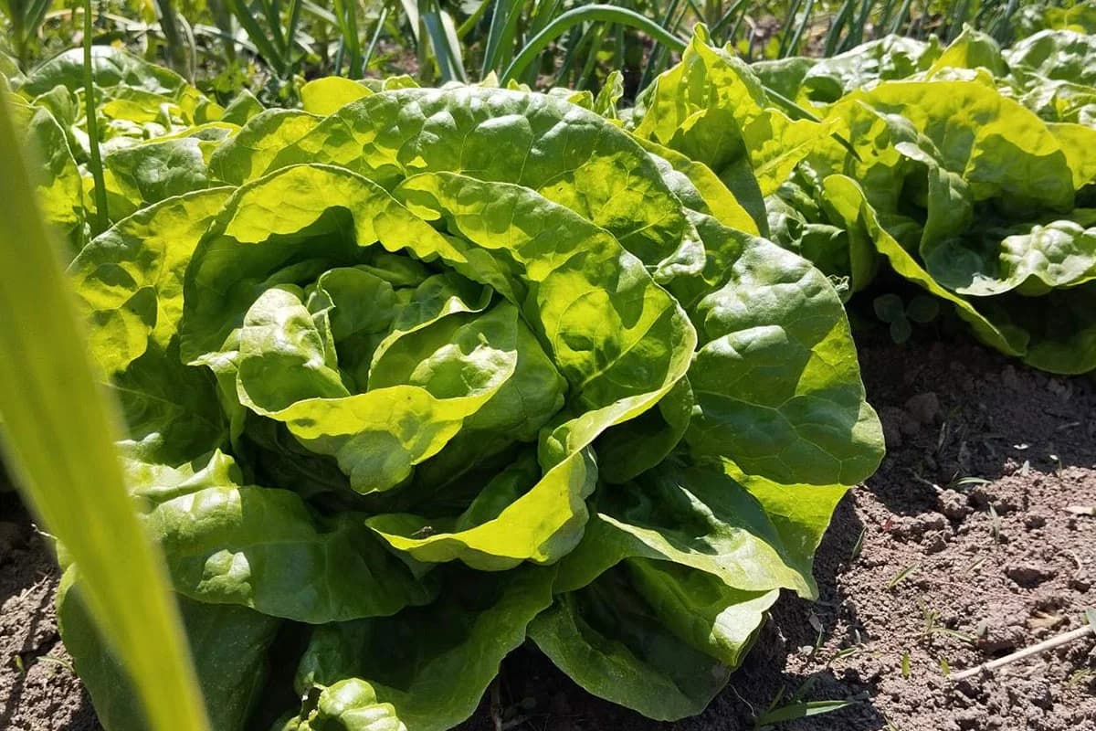 Šta se sve sije u martu: Plan sjetve na otvorenom i proizvodnja rasada