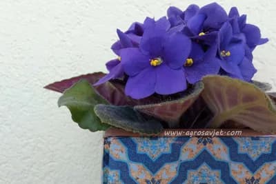 Od jednog lista do deset biljaka: Trik za razmnožavanje afričke ljubičice koji svako može uraditi