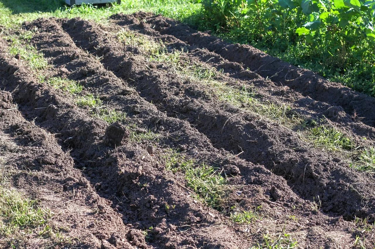 Šta dodati zemljištu u martu: ključne mjere za povećanje plodnosti i prinosa
