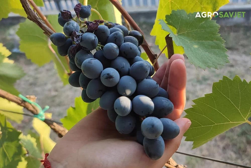 4 jednostavna koraka za uzgajanje vinove loze u vašem dvorištu