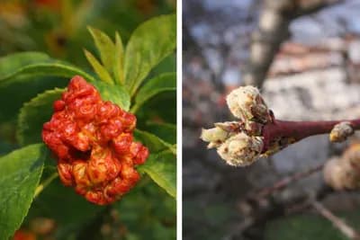Kovrdžavost lista breskve počinje prije nego što je vidite – zaštita mora krenuti odmah