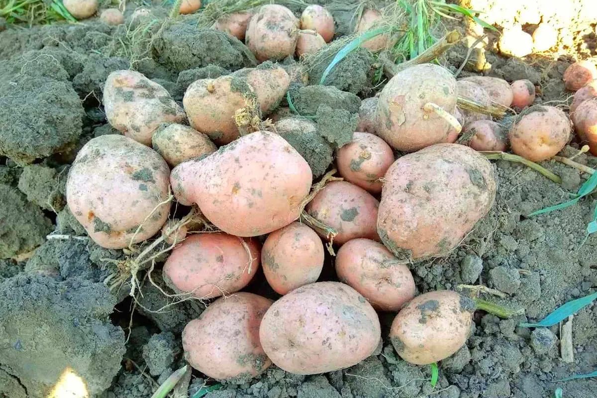 Spas za krompir bez prskanja: Ove biljke ga prirodno štite, a pogrešne mu uništavaju rod